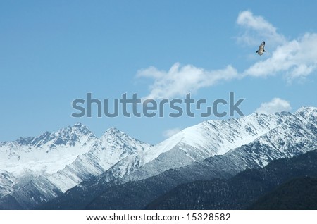 Bird flying over snow mountain