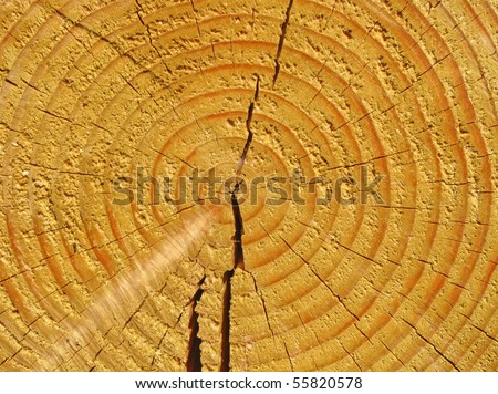 wood texture closeup, yellow color. new pine tree cutting background diversity