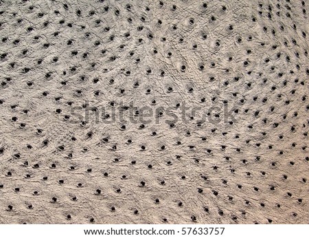 Ostrich Leather Texture