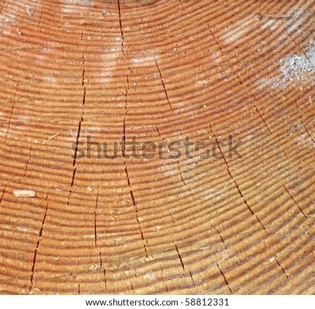 pine tree wooden texture closeup. abstract aged wood material