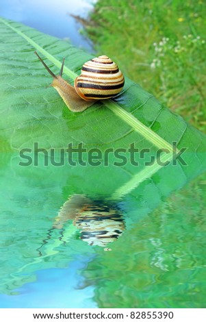 one color snail (gastropoda mollusc) on green leaf and water, nature details