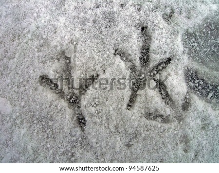 few bird footprints on the snow, winter. environment details