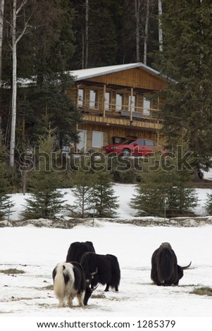Nice neighborhood. Musk-ox is a rare animal, and living so close to them... is... you choose