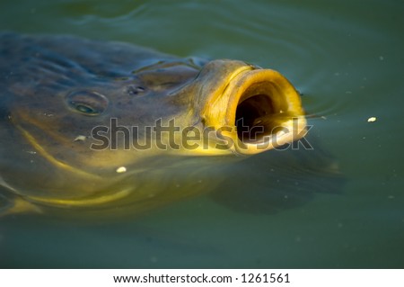common carp. stock photo : Common carp