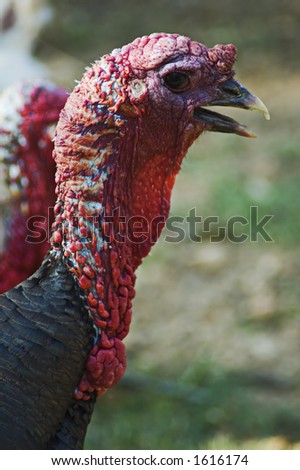 turkey close-up