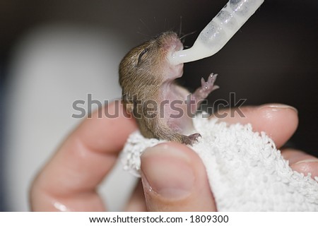 Hand feeding baby Norway Rat (Rattus norvegicus) or Brown rat after mother was killed