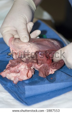tissue and muscle structures found in pig heart during dissection