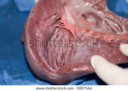tissue and muscle structures found in pig heart during dissection