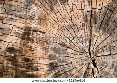 Abstract background of tree growth rings from an old tree