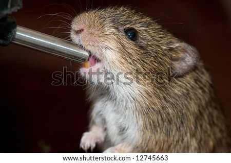 Pet rat drinks from water bottle spout