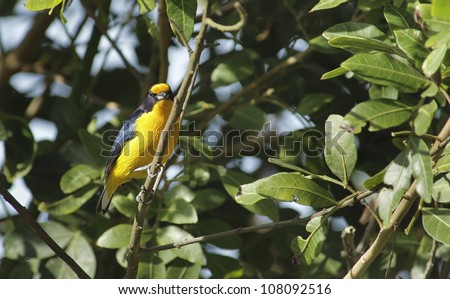 Beautiful yellow and purple bird sitting on a brach. It\'s a Violaceous Euphonia.