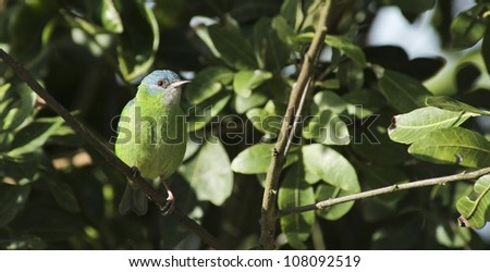 Female Blue Dacnis sitting on a branch. It's a colorful and beautiful green and blue bird.