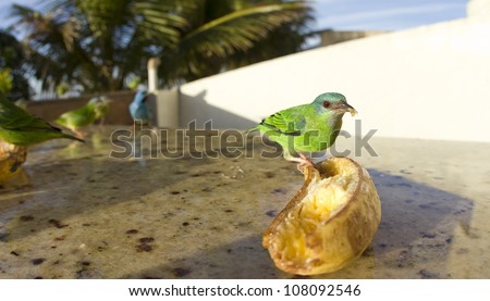 Beautiful female Blue Dacnis eating banana on a sunny day. Close picture with wide lens.