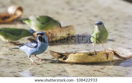 Couple fo Blue Dacnis eating banana. They are colorful green and light blue birds.