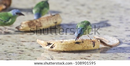 Beautiful female Blue Dacnis eating banana. It\'s a colorful green and light blue bird.
