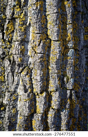 Tree bark texture Grungy tree texture
