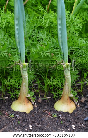 Onions growing\
onion field\
onion plant