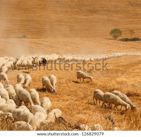 Herd of sheep in a field of Tuscany