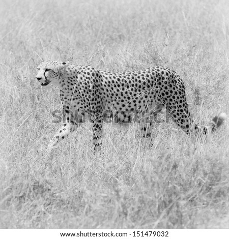 cheetah in the field, masai mara, kenya