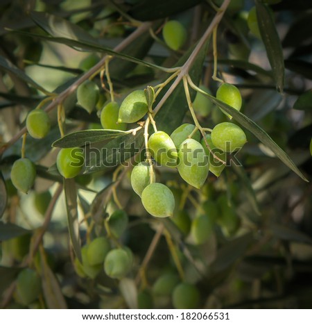 olive tree branch
