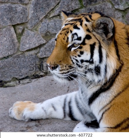 tiger close-up
