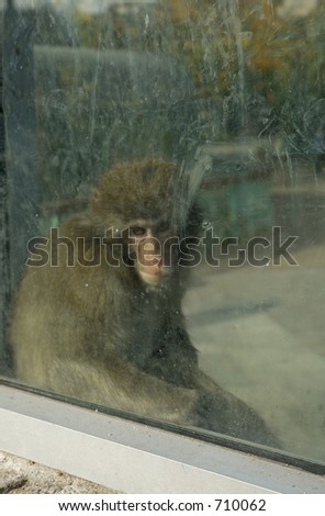 sad monkey behind dirty window