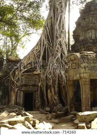 Banyan tree growing through ruins, Angkor Wat, Cambodia