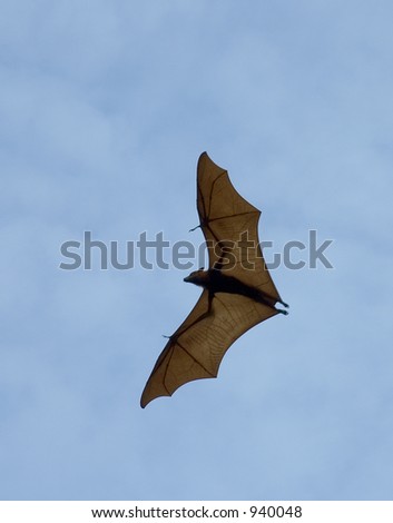 flying fox (huge bat) against blue sky (some noise at full size)
