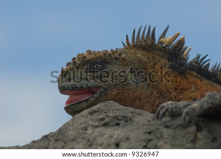 marine iguana on the rocks, galapagos islands, ecuador
