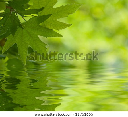 green leaves reflecting in the water, shallow focus