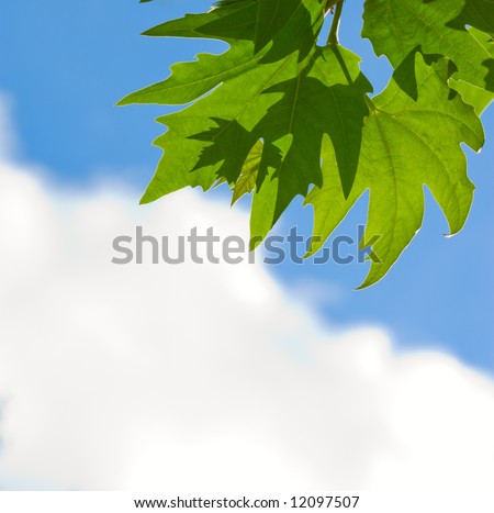 green leaves over blue sky background