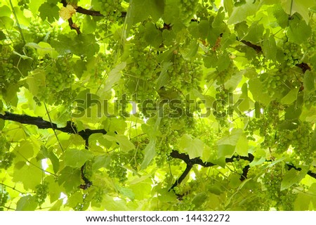 grapes wallpaper. Grape+leaves+background