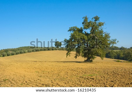 old olive tree in a field - typical tuscan lanscape