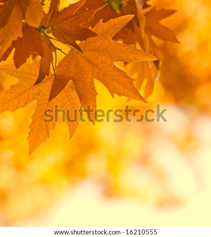 autumn leaves, very shallow focus