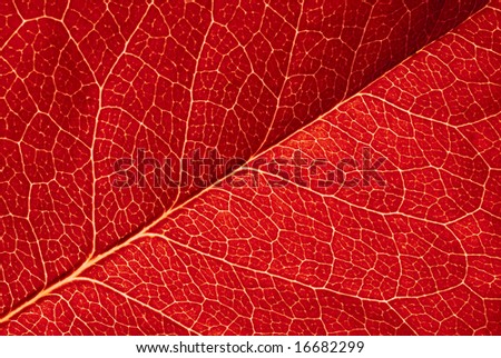 highly detailed image of red leaf texture