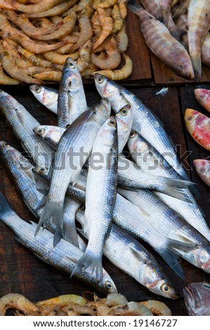 http://image.shutterstock.com/display_pic_with_logo/53547/53547,1224393965,1/stock-photo-fresh-fish-at-a-fish-market-19146727.jpg