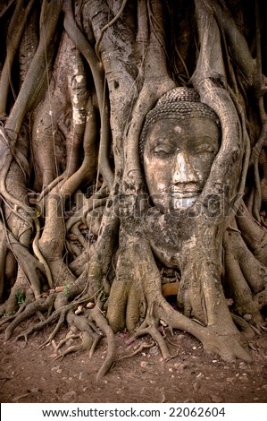 buddha\'s head in banyan tree roots, ayuthaya, thailand