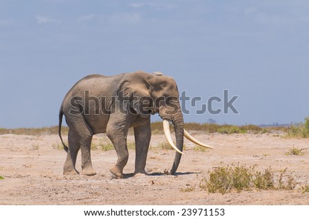 old elephant, amboseli national park, kenya