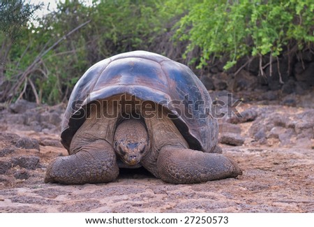 giant turtle, galapagos islands, ecuador