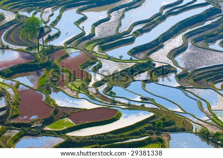 terraces in china. stock photo : rice terraces of