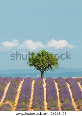 tree in lavender field, Provence, France