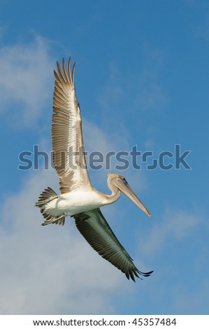 flying pelican, los roques islands, venezuela