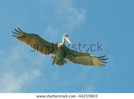 flying pelican, los roques islands, venezuela