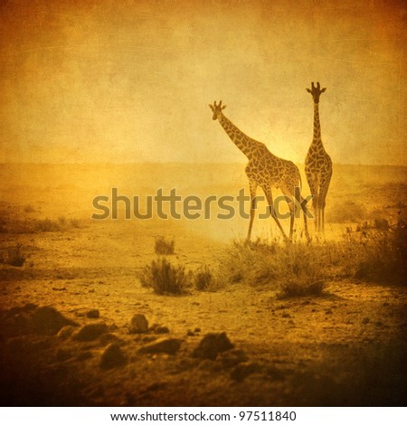 vintage image of giraffes in amboseli national park, kenya