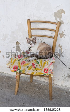 Domestic cat on chair.