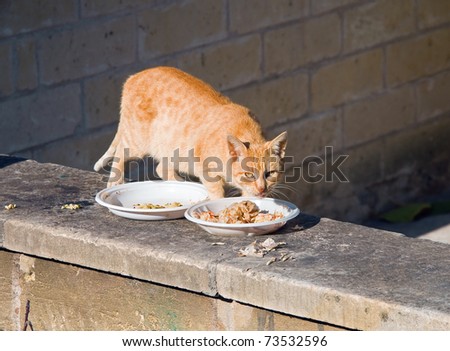 Ginger cat eating.