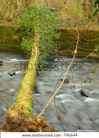 Moving water by a fallen tree