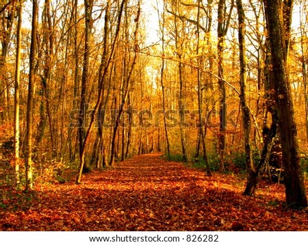 Autumn forest with vanishing point