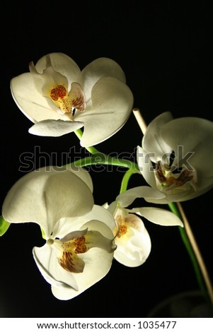 Orchid on a dark background with lighting from below.