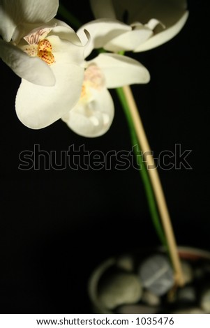 Orchid on a dark background. Framed to include part of the flower pot with stones.